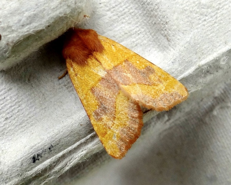 centre-barred sallow